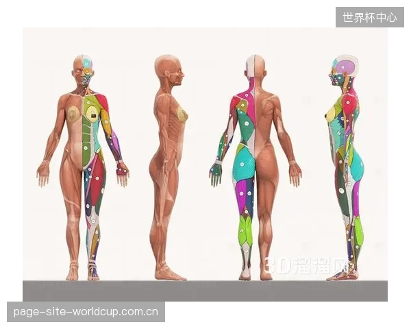 沿用欧美人体模型的TTP标定，是否正在系统性地忽视亚洲车手的特定防护需求？